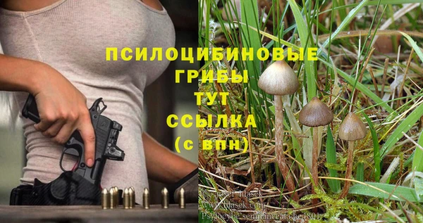 прущие грибы Аркадак